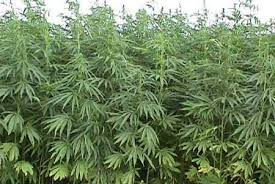 hemp 